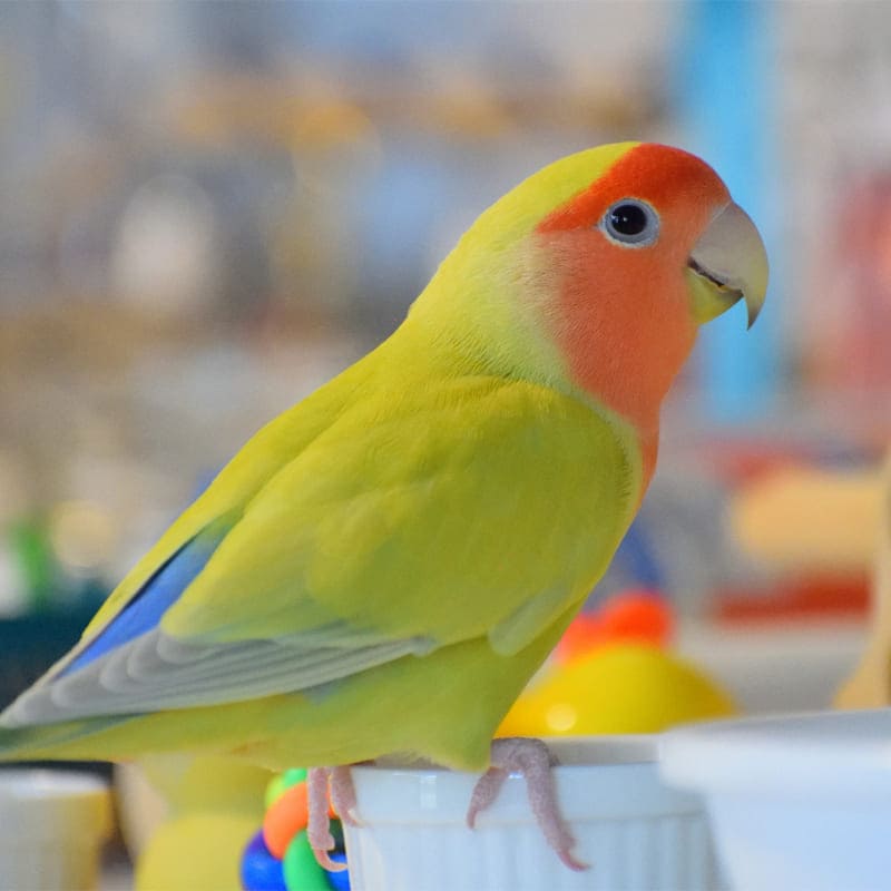 コザクラインコ