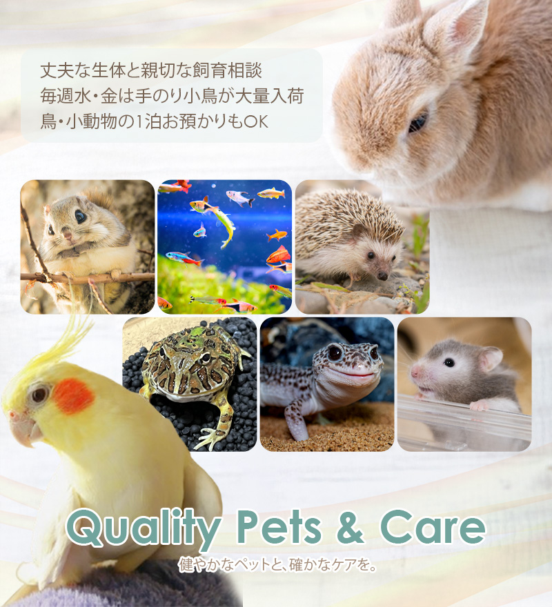 Quality Pets & Care 健やかなペットと、確かなケアを。丈夫な生体と親切な飼育相談 毎週水・金は手のり小鳥が大量入荷 鳥・小動物の1泊お預かりもOK