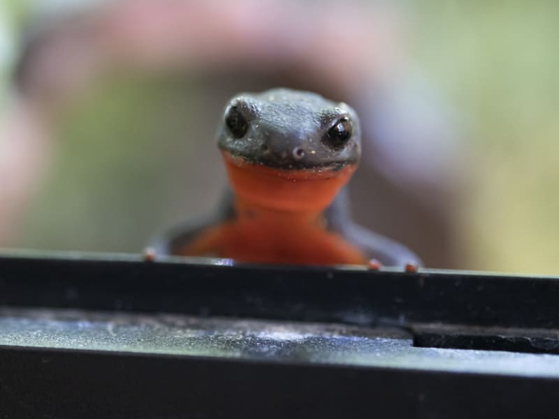 は虫類・両生類
