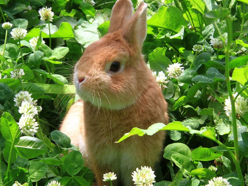 うさぎ・小動物